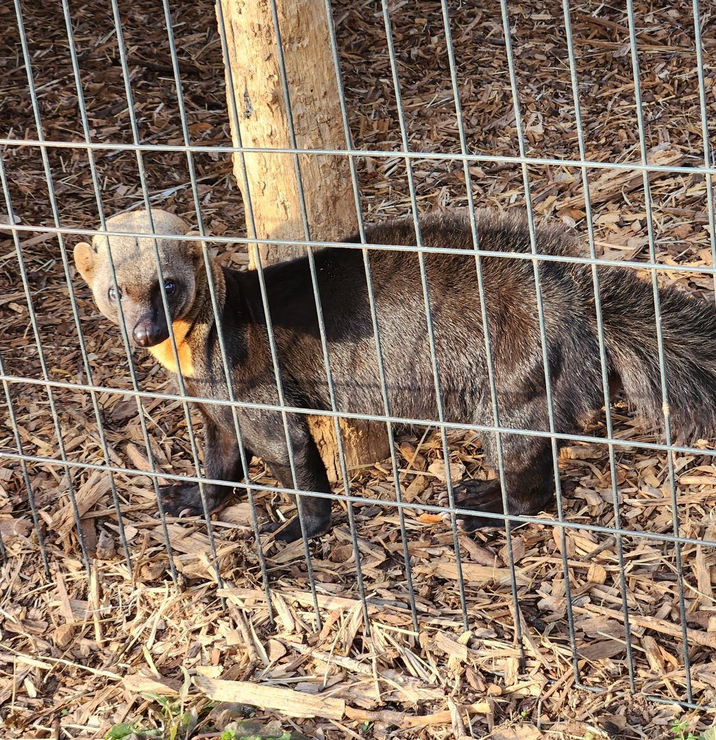 Iron P Homestead Zoo - Tayra
