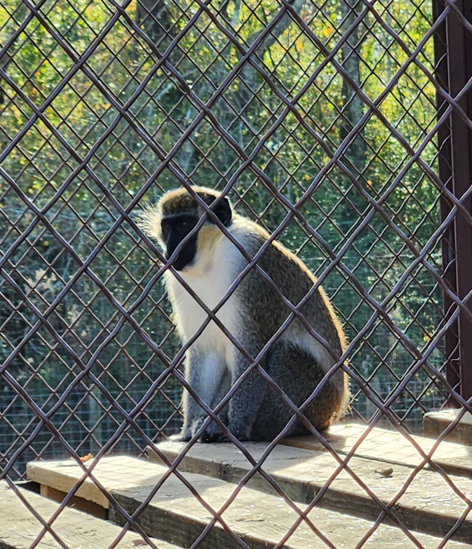 Iron P Homestead Zoo - Vervet Monkey