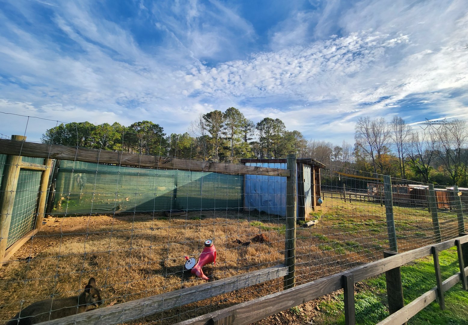Iron P Homestead Zoo - Wallaby yard