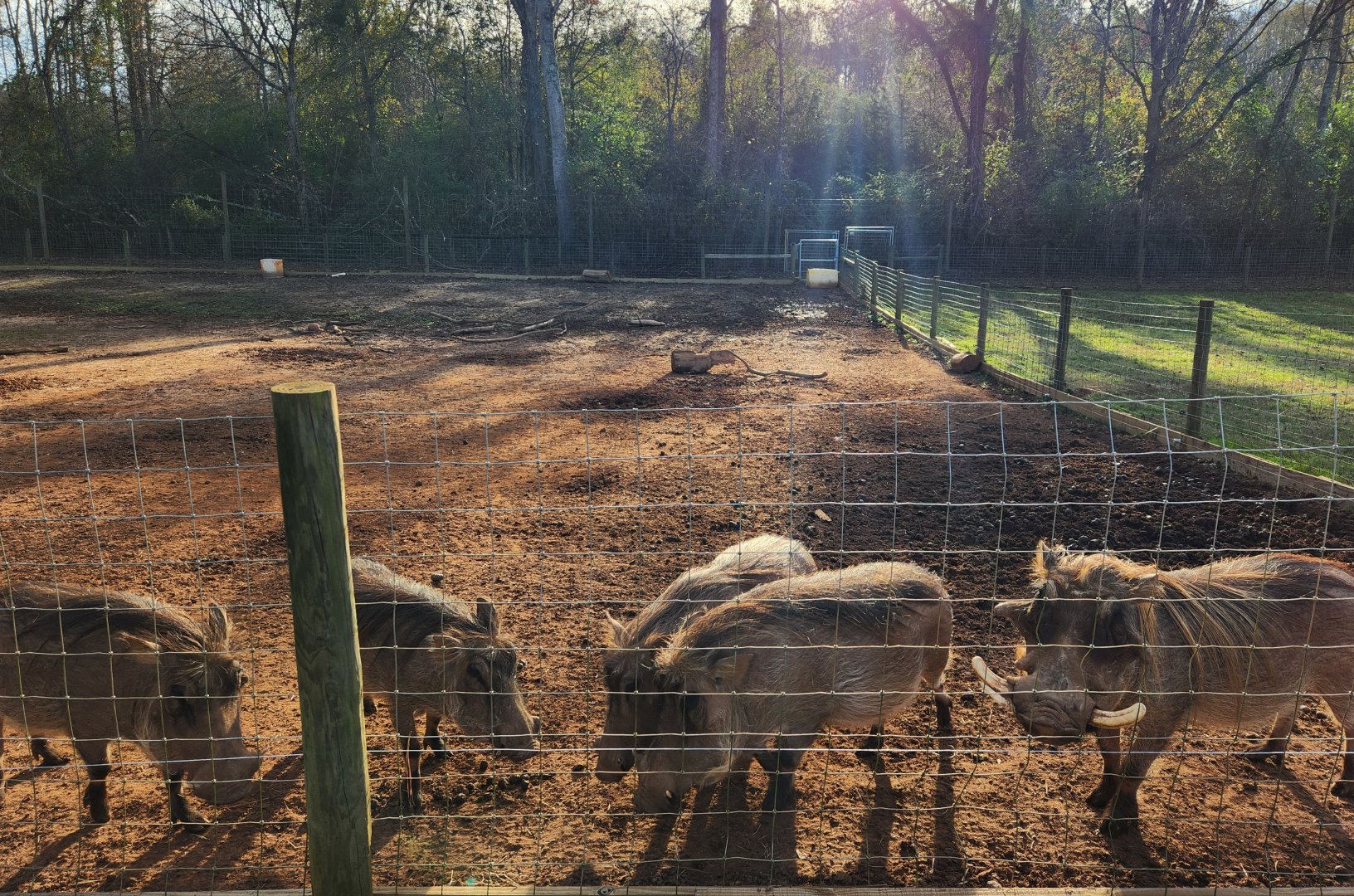 Iron P Homestead Zoo - Warthog family