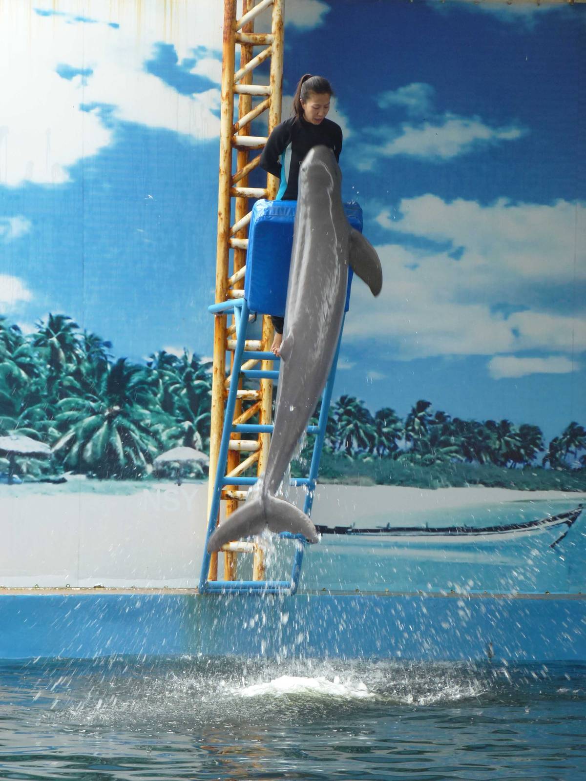 Irrawaddy dolphin, June 2013