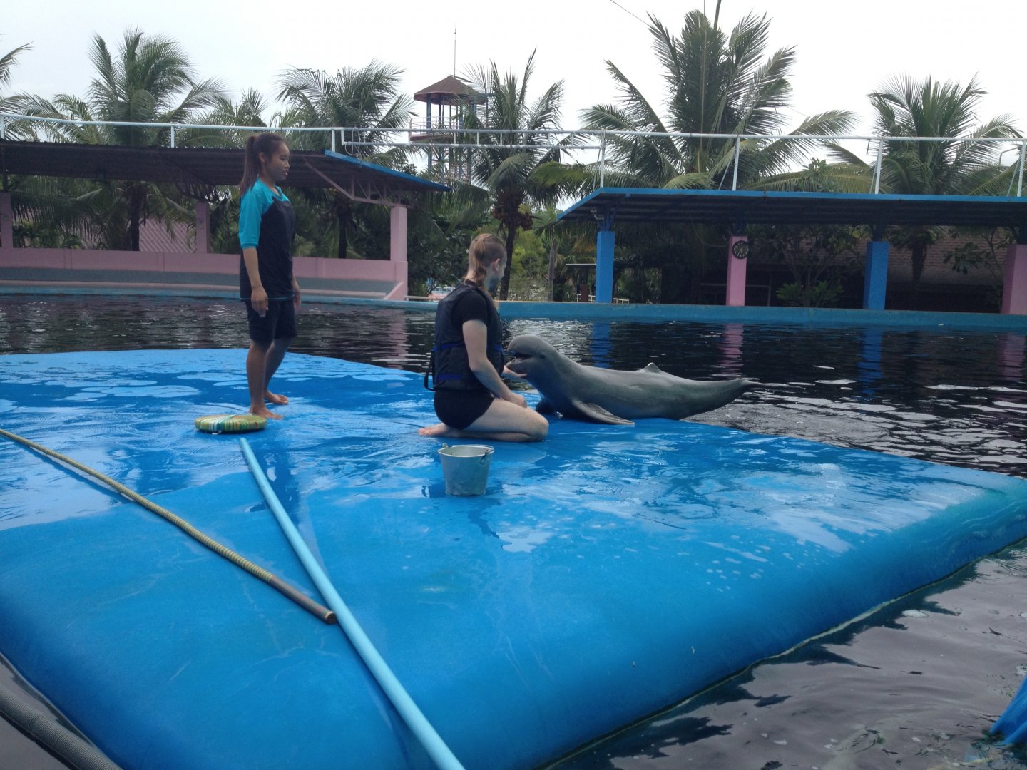 Irrawaddy Dolphin (Orcaella brevirostris) - Private Audience