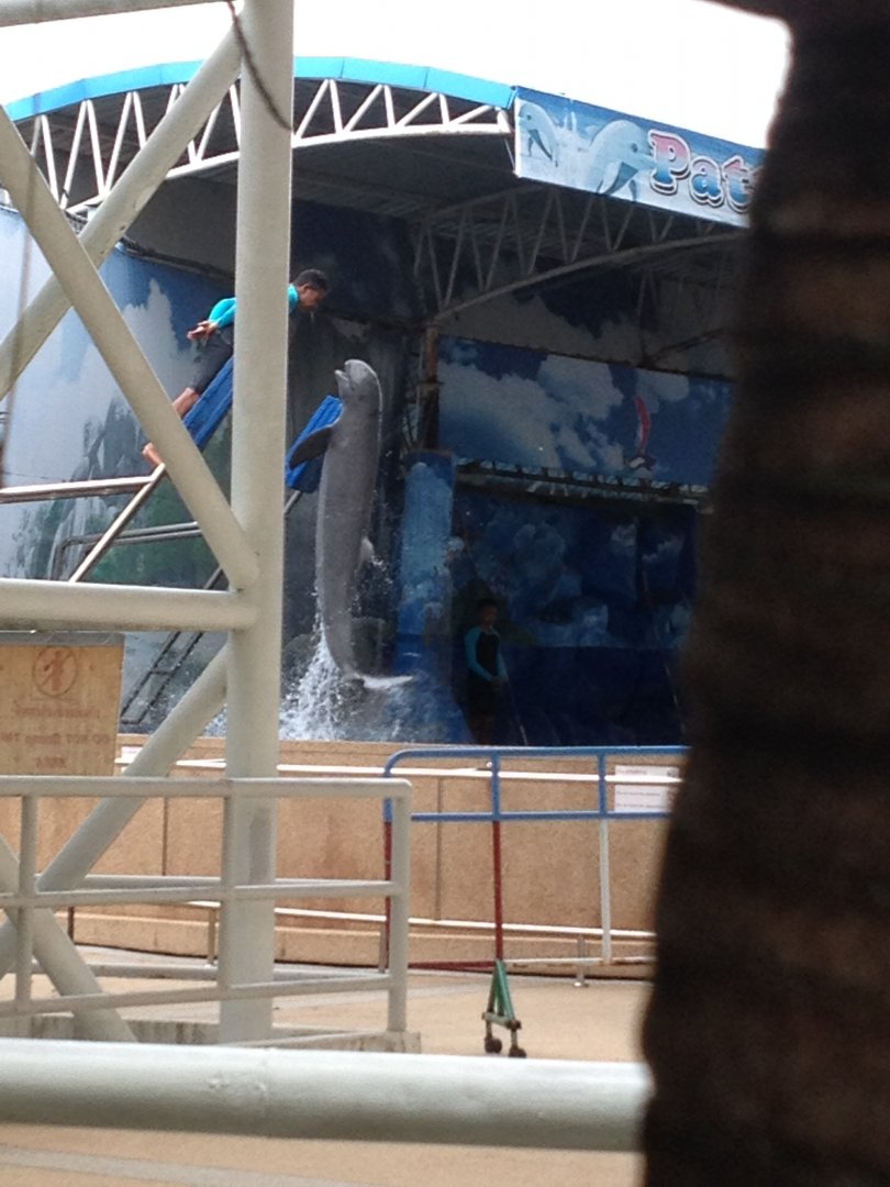 Irrawaddy Dolphin (Orcaella brevirostris) - Show