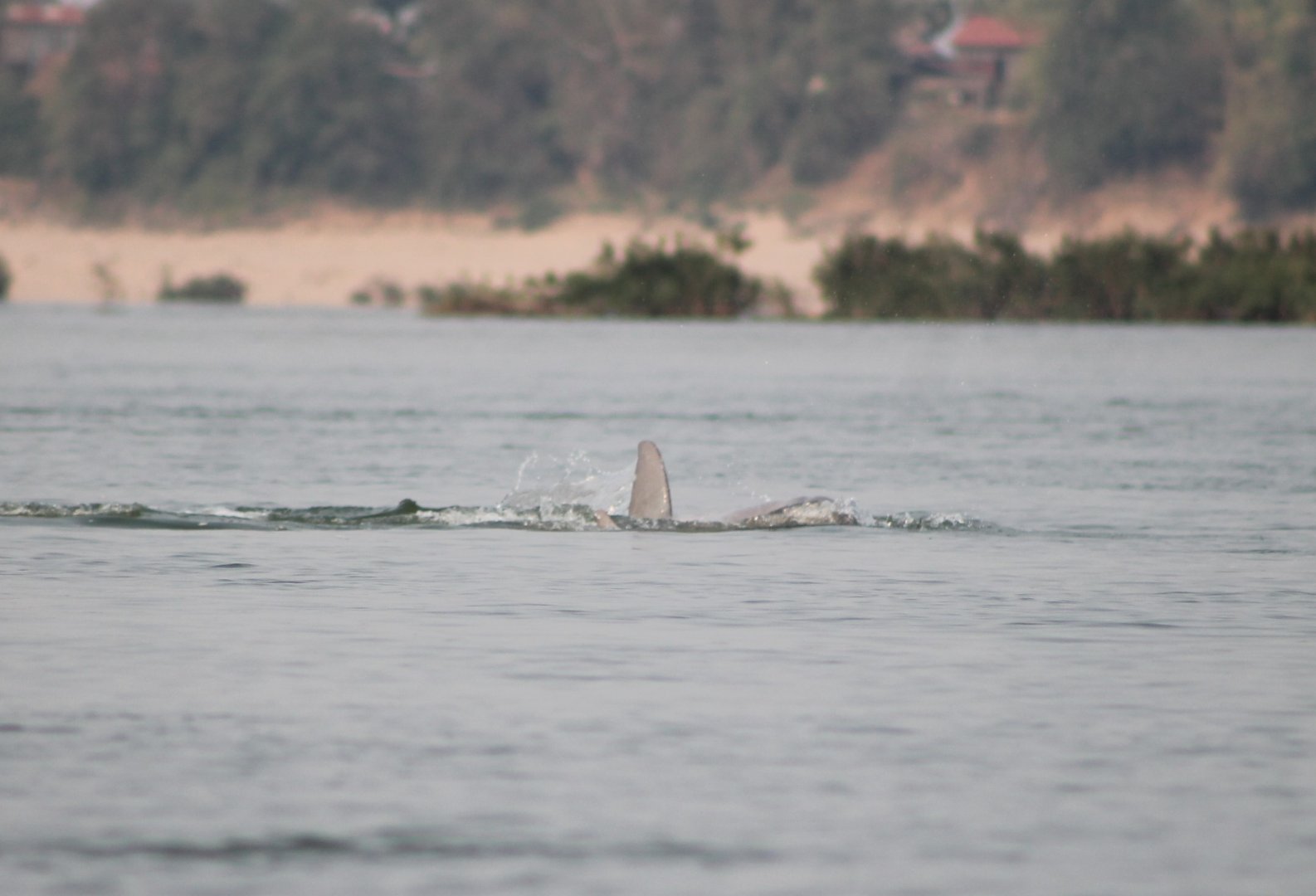Irrawaddy Dolphin (Orcaella brevirostris)