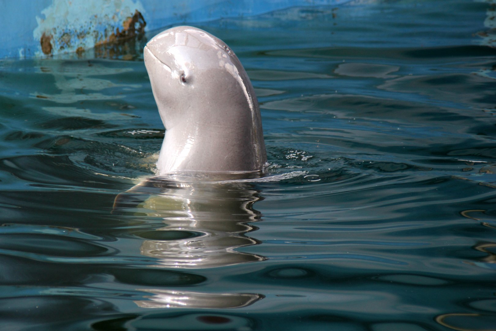 Irrawaddy dolphin (Orcaella brevirostris)