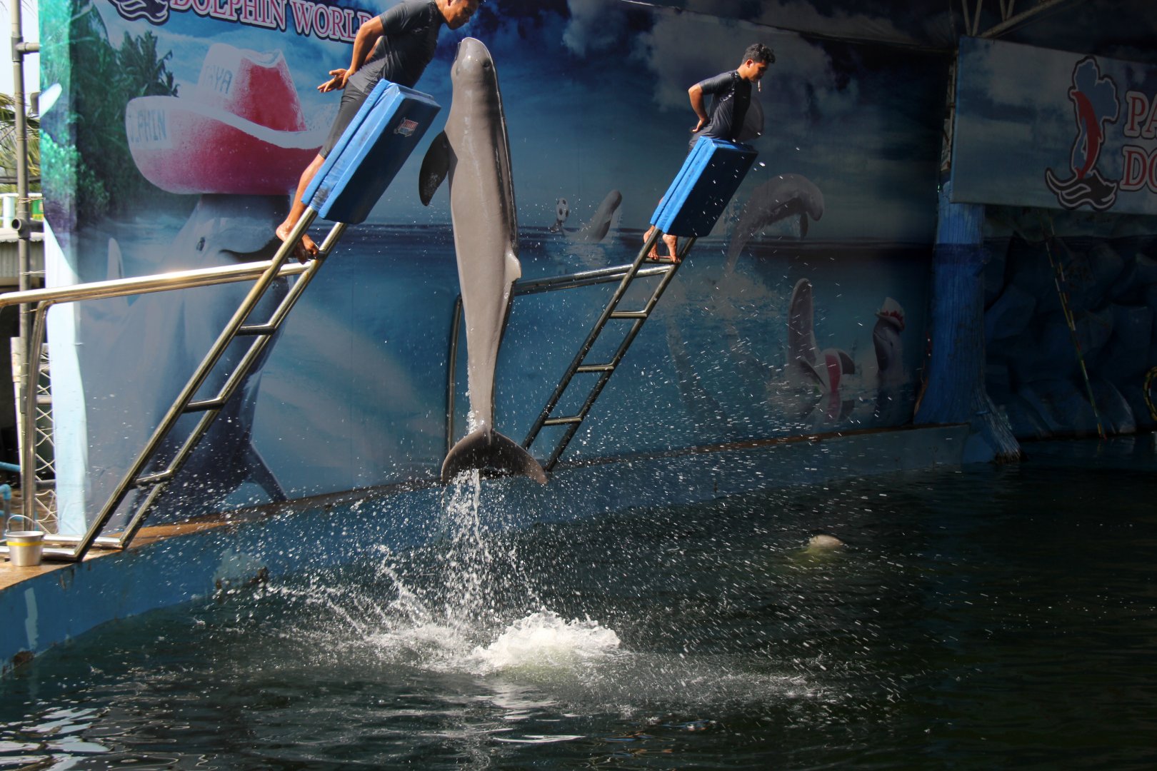 Irrawaddy dolphin (Orcaella brevirostris)