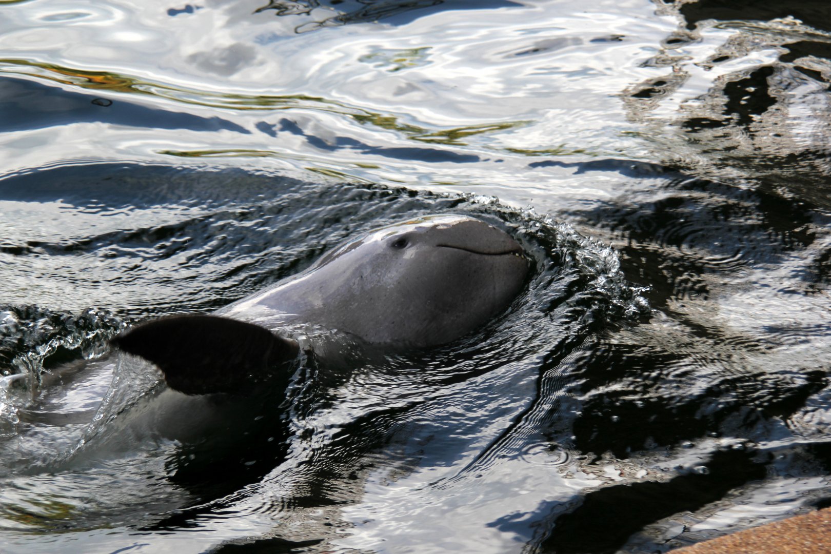 Irrawaddy dolphin (Orcaella brevirostris)