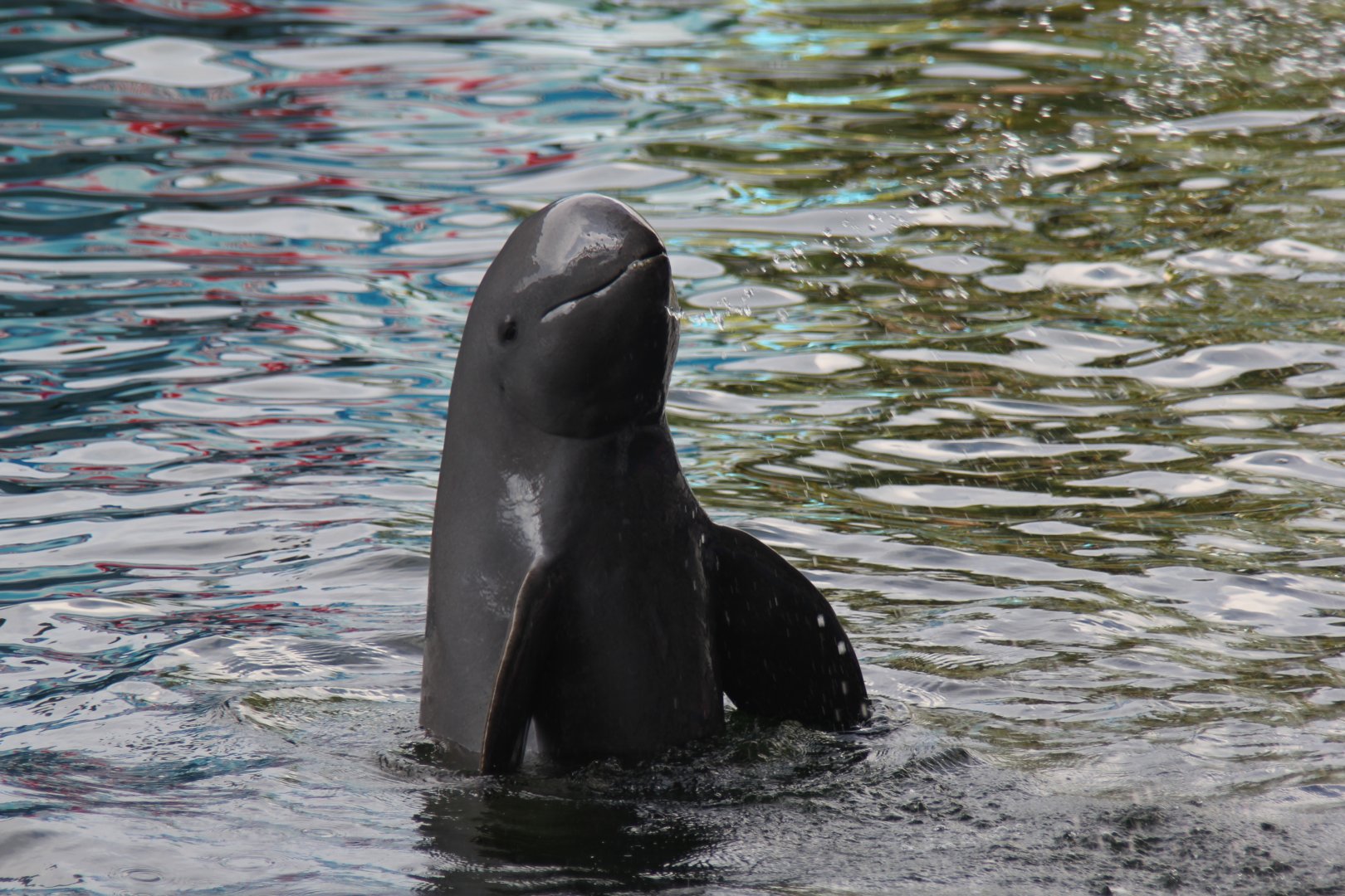 Irrawaddy dolphin (Orcaella brevirostris)