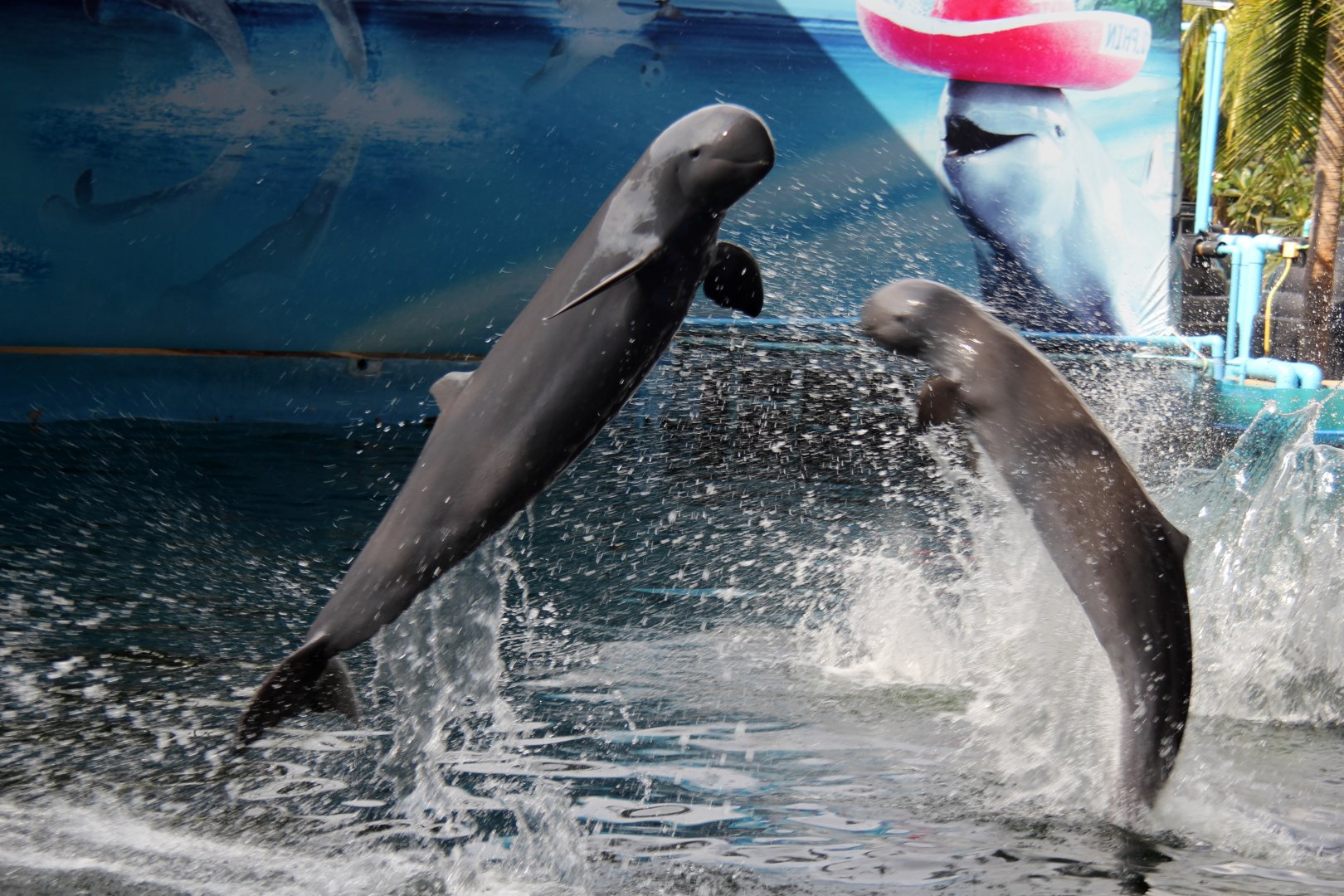 Irrawaddy dolphin (Orcaella brevirostris)