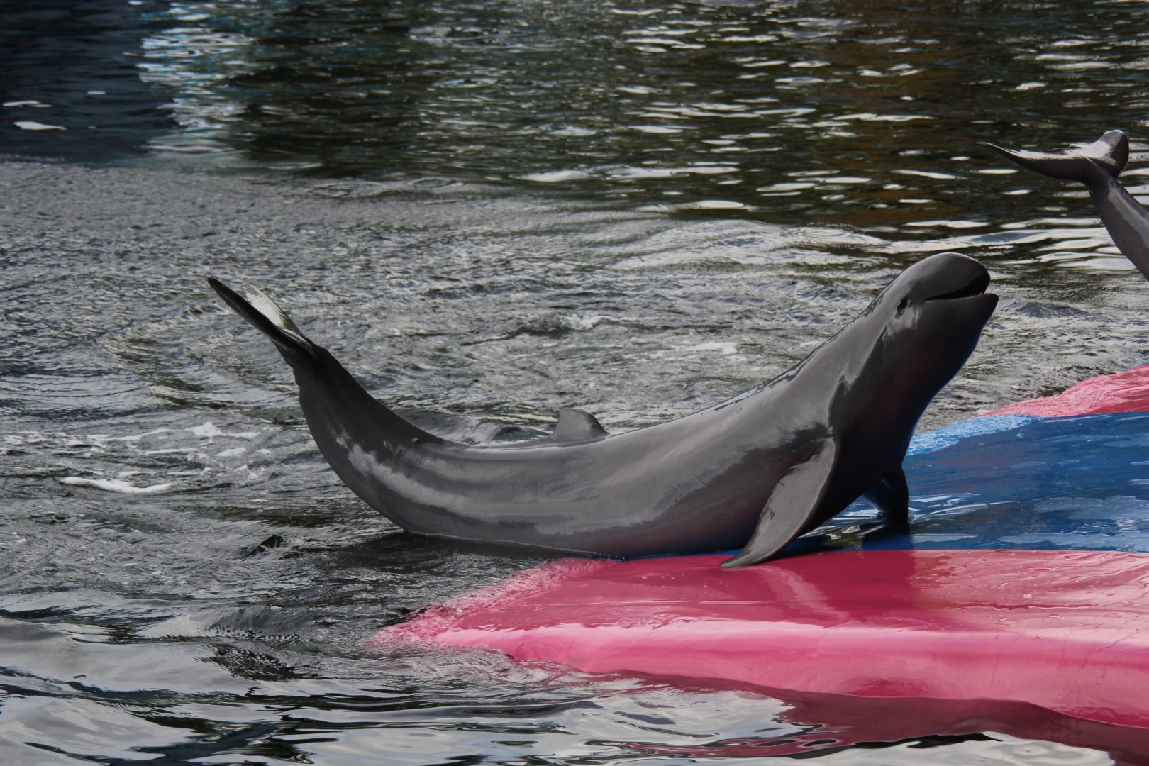 Irrawaddy dolphin (Orcaella brevirostris)