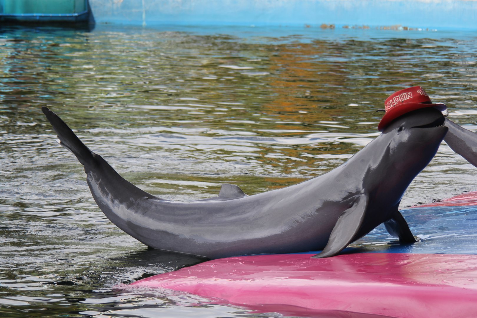 Irrawaddy dolphin (Orcaella brevirostris)