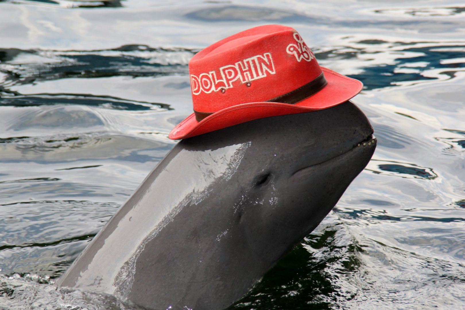 Irrawaddy dolphin (Orcaella brevirostris)