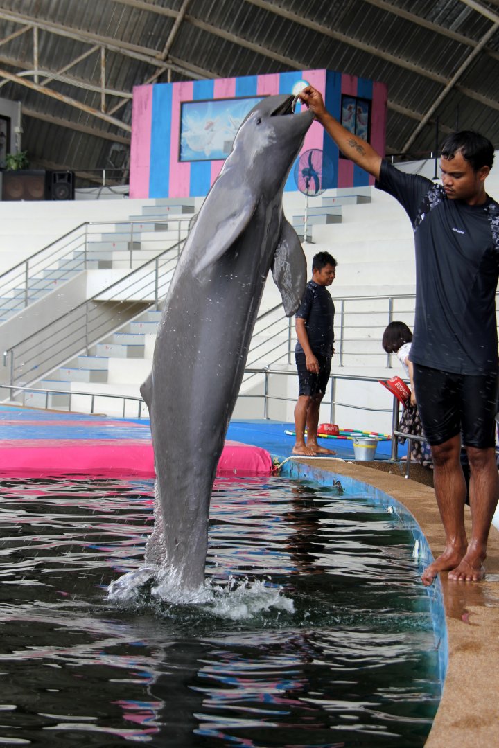 Irrawaddy dolphin (Orcaella brevirostris)
