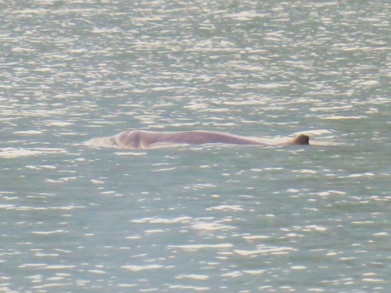 Irrawaddy dolphin