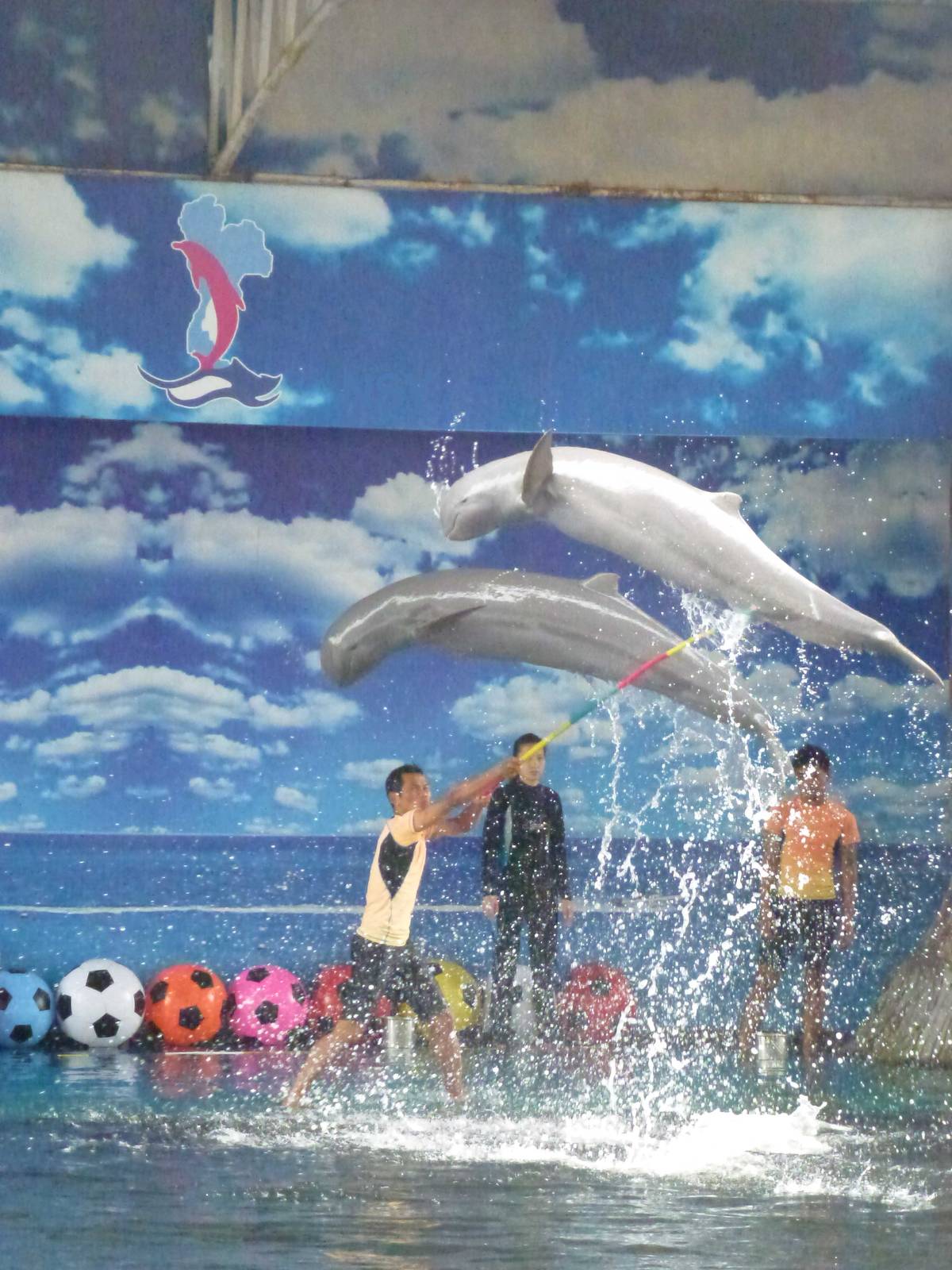 Irrawaddy dolphins leaping, June 2013