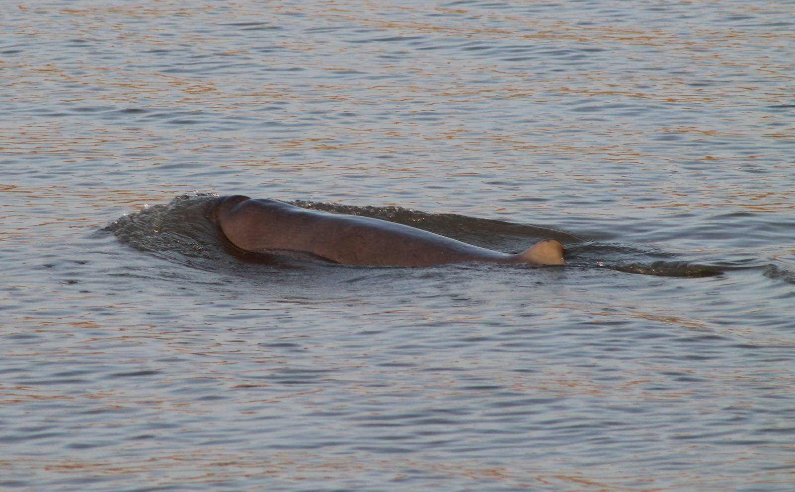 Irrawaddy Dolphins (Orcaella brevirostris)