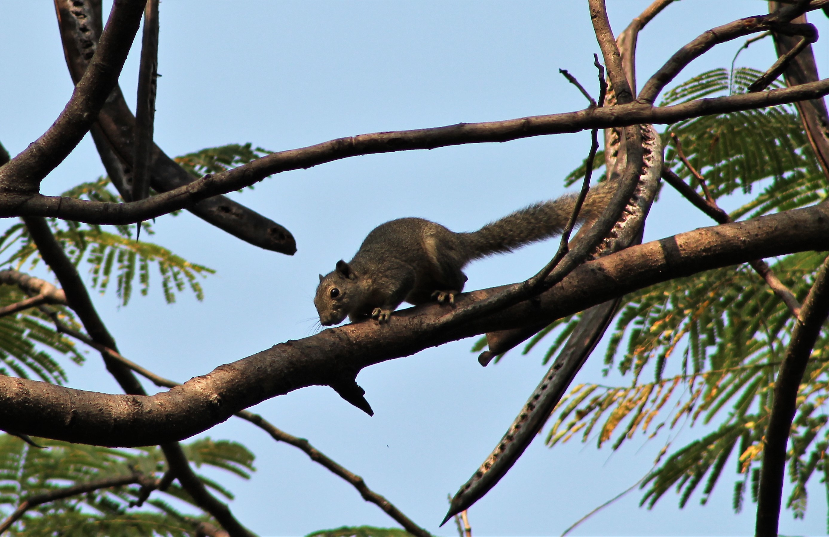 Irrawaddy or Hoary-bellied Squirrel (Callosciurus pygerythrus)