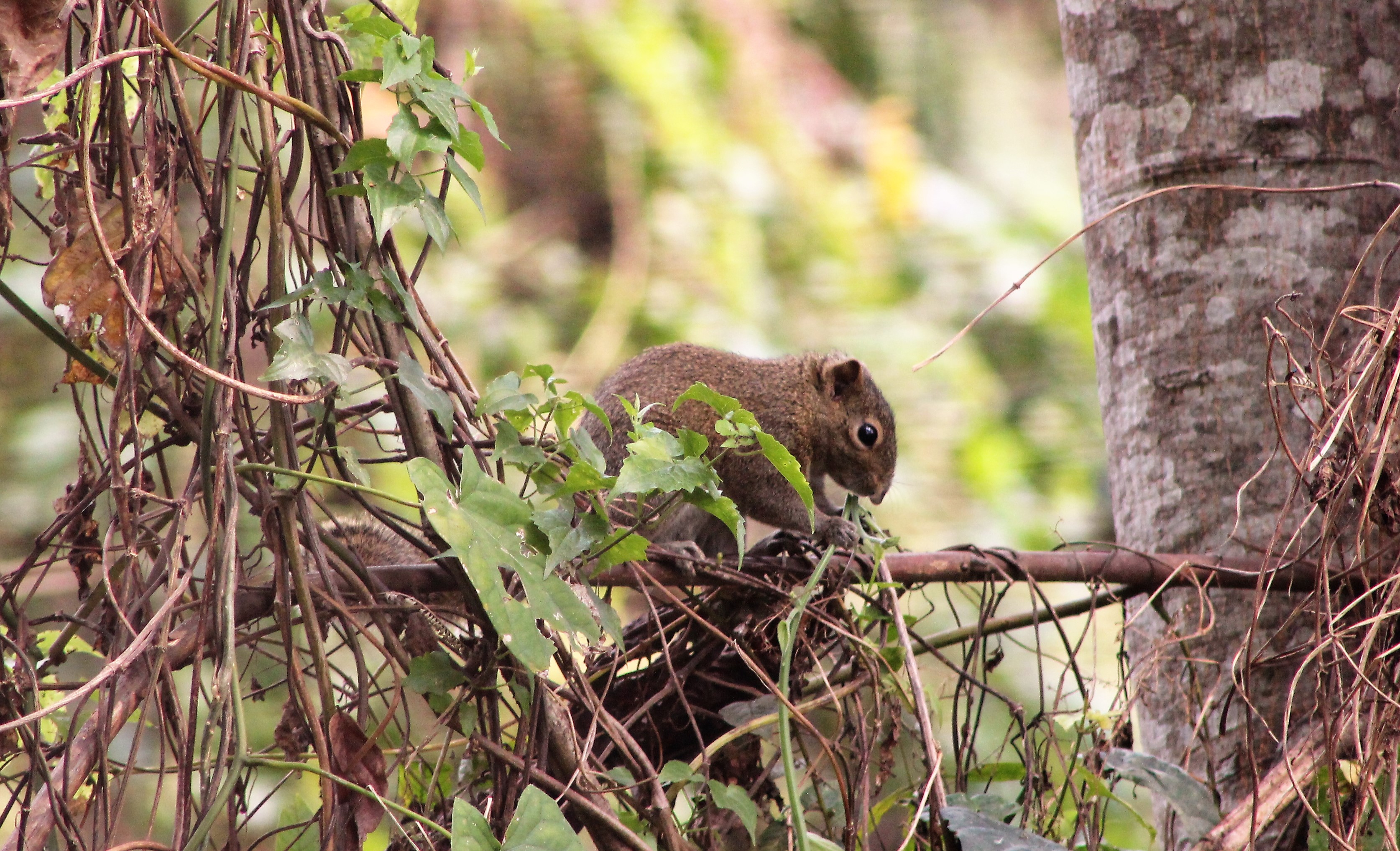 Irrawaddy or Hoary-bellied Squirrel (Callosciurus pygerythrus)