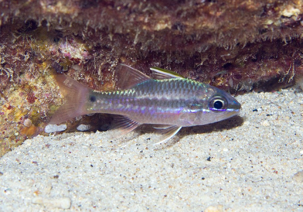 Irridescent Cardinalfish