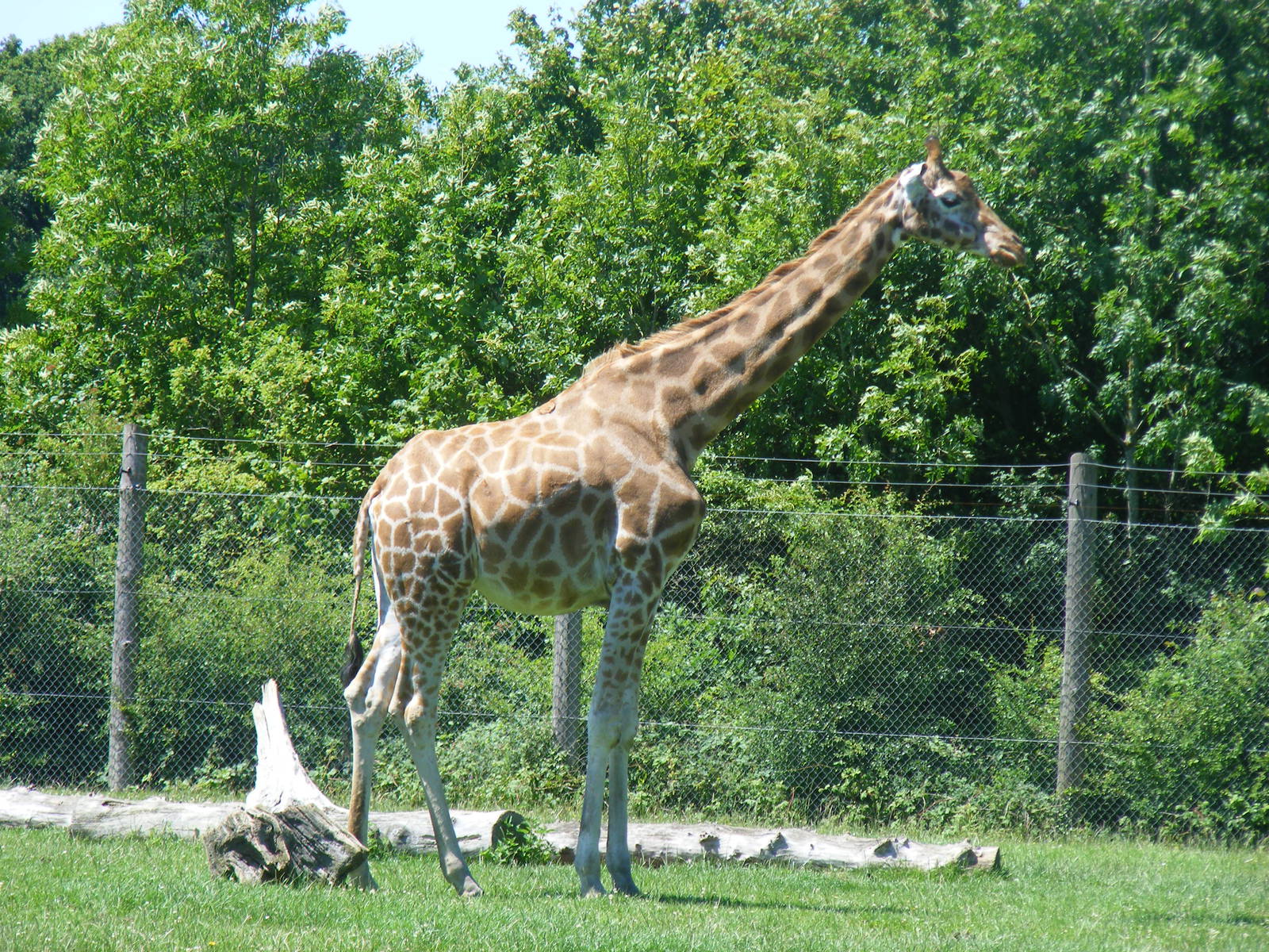 Irsulah the Rothschild giraffe at Marwell Wildlife, 26 June 2011