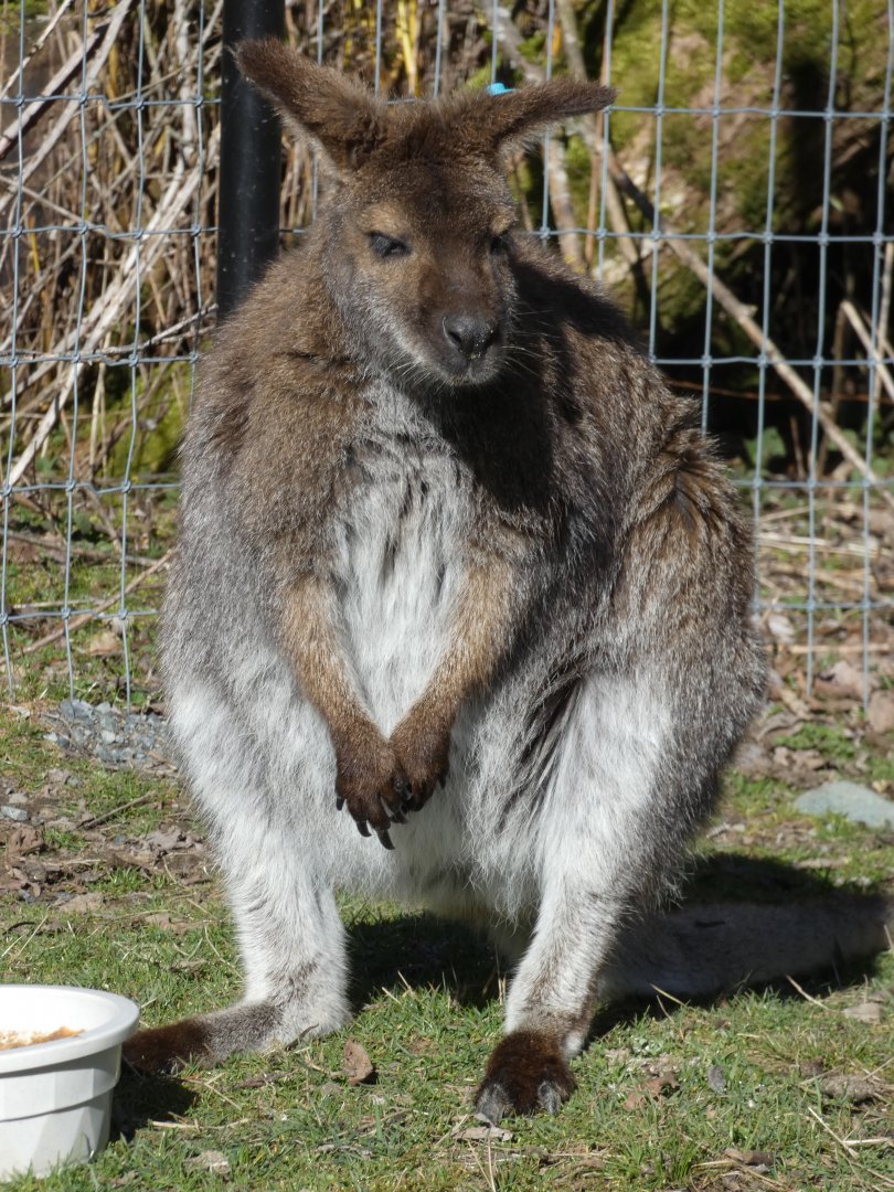Irwin (Red-necked wallaby)