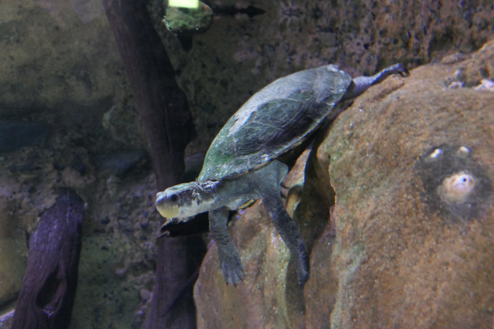 Irwin's Snapping Turtle (Elseya irwini)