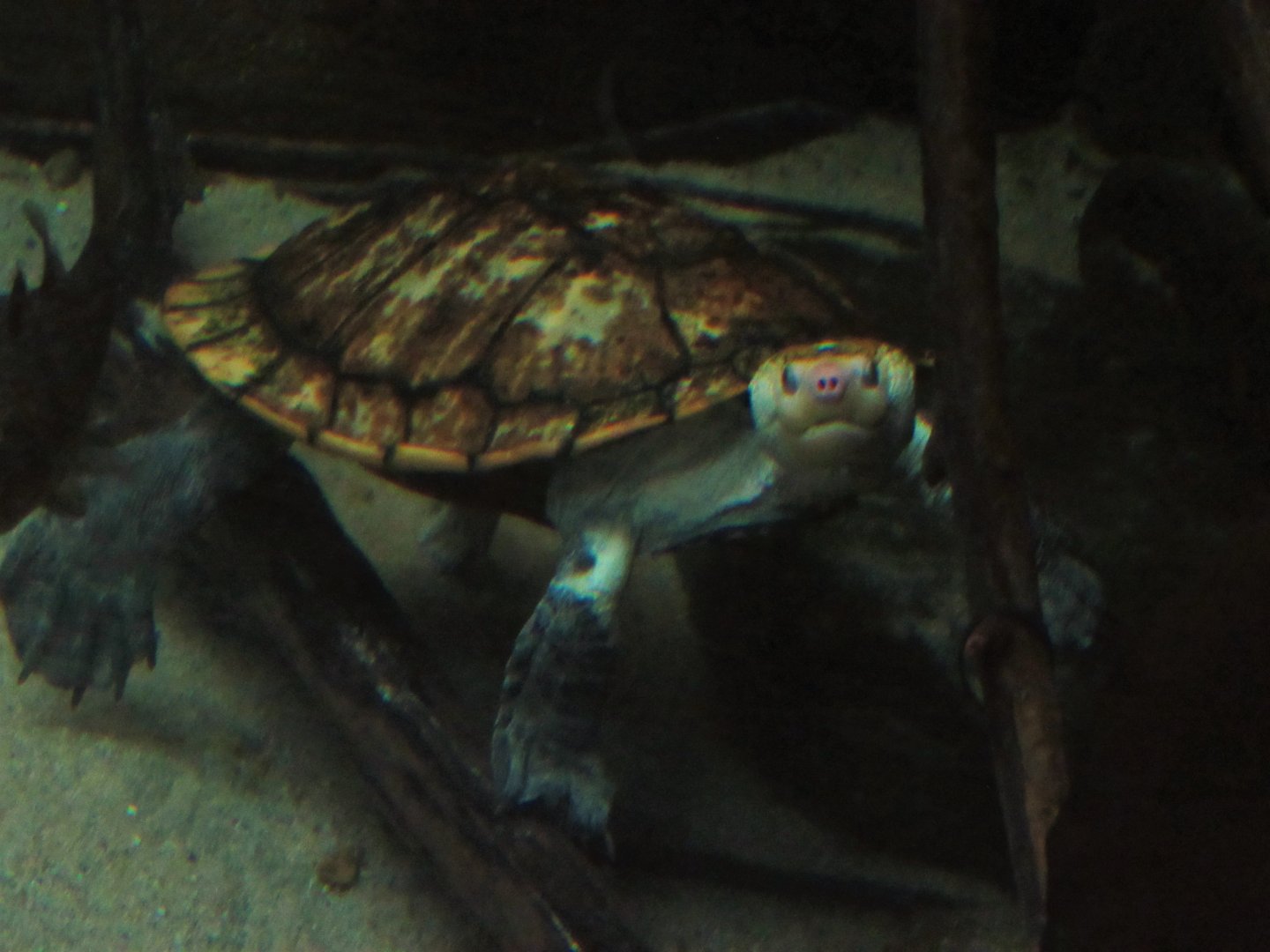 Irwin's Snapping Turtle