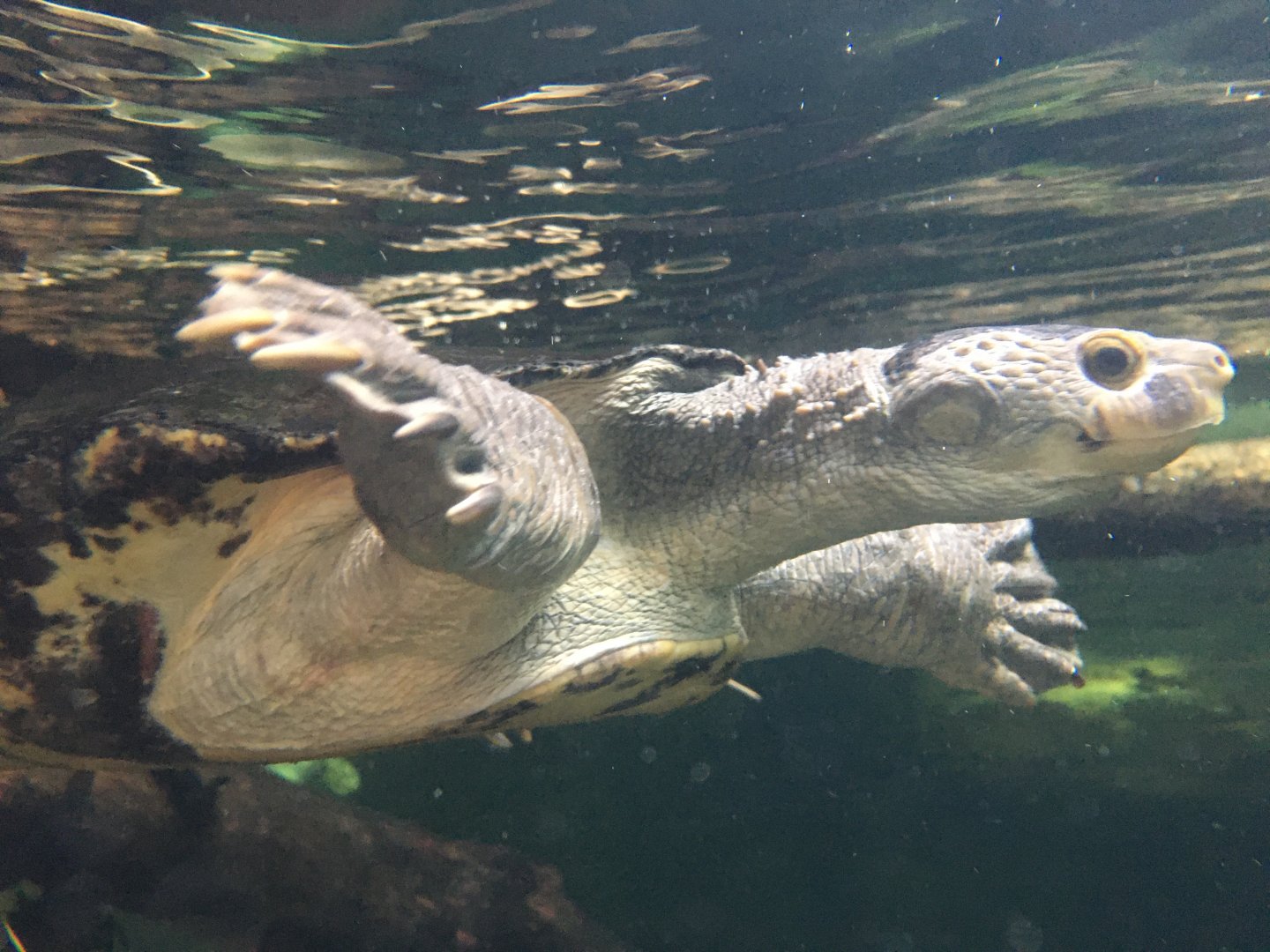 Irwin’s Turtle (Elseya irwini)