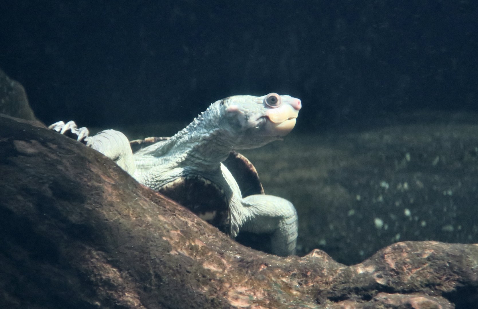 Irwin's Turtle (Elseya irwini)