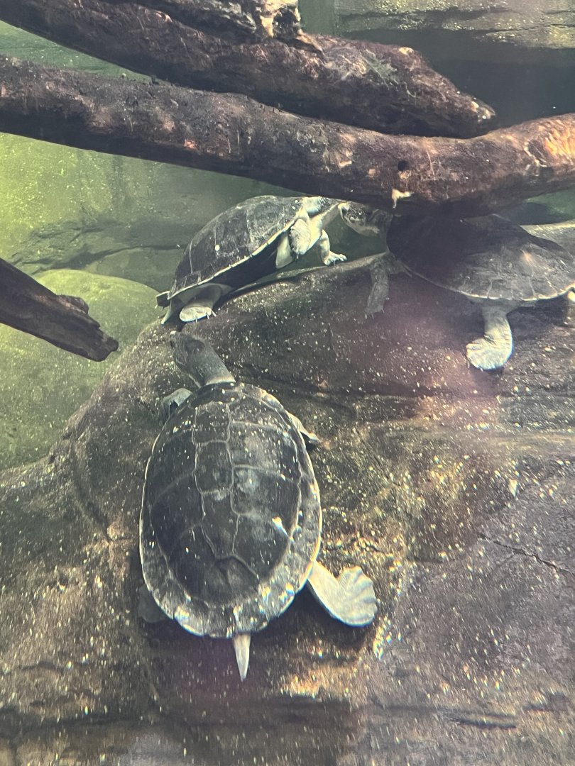 Irwin’s turtle(right) and Mary River turtles and