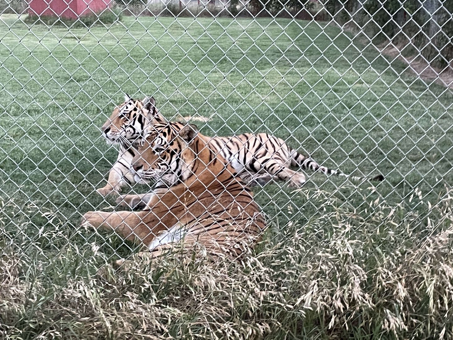 Is it a Texas sanctuary if it doesn't have tigers?