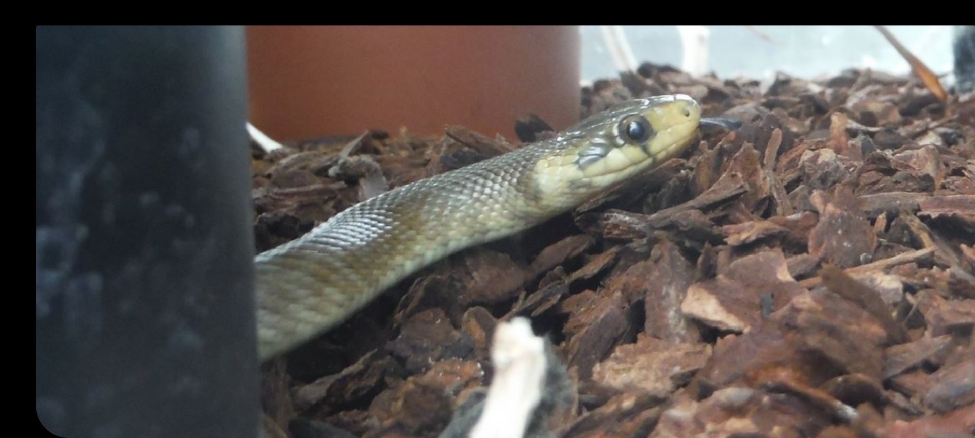 Is it possible to identify this snake?