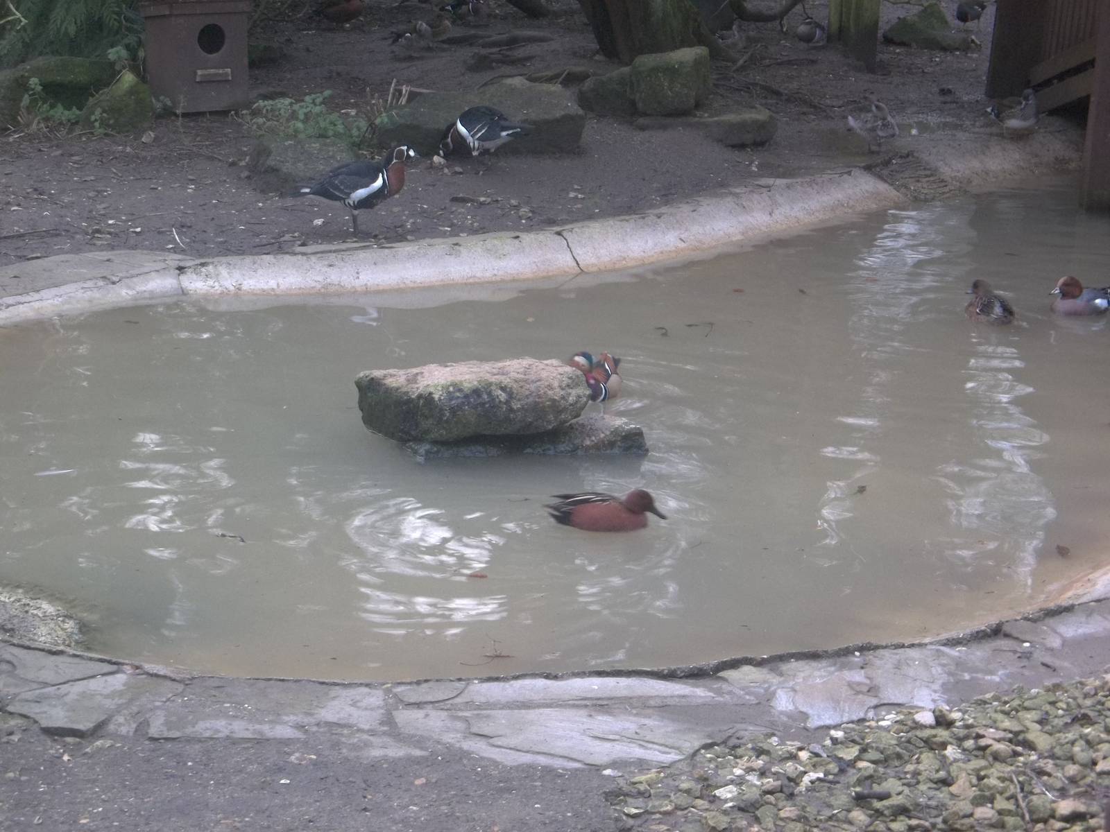 Is milky water spreading throughout Yorkshire? 1st February 2015