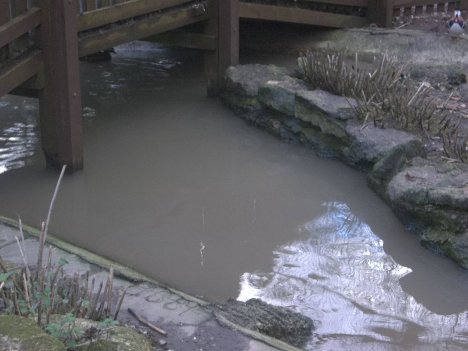 Is milky water spreading throughout Yorkshire? 1st February 2015