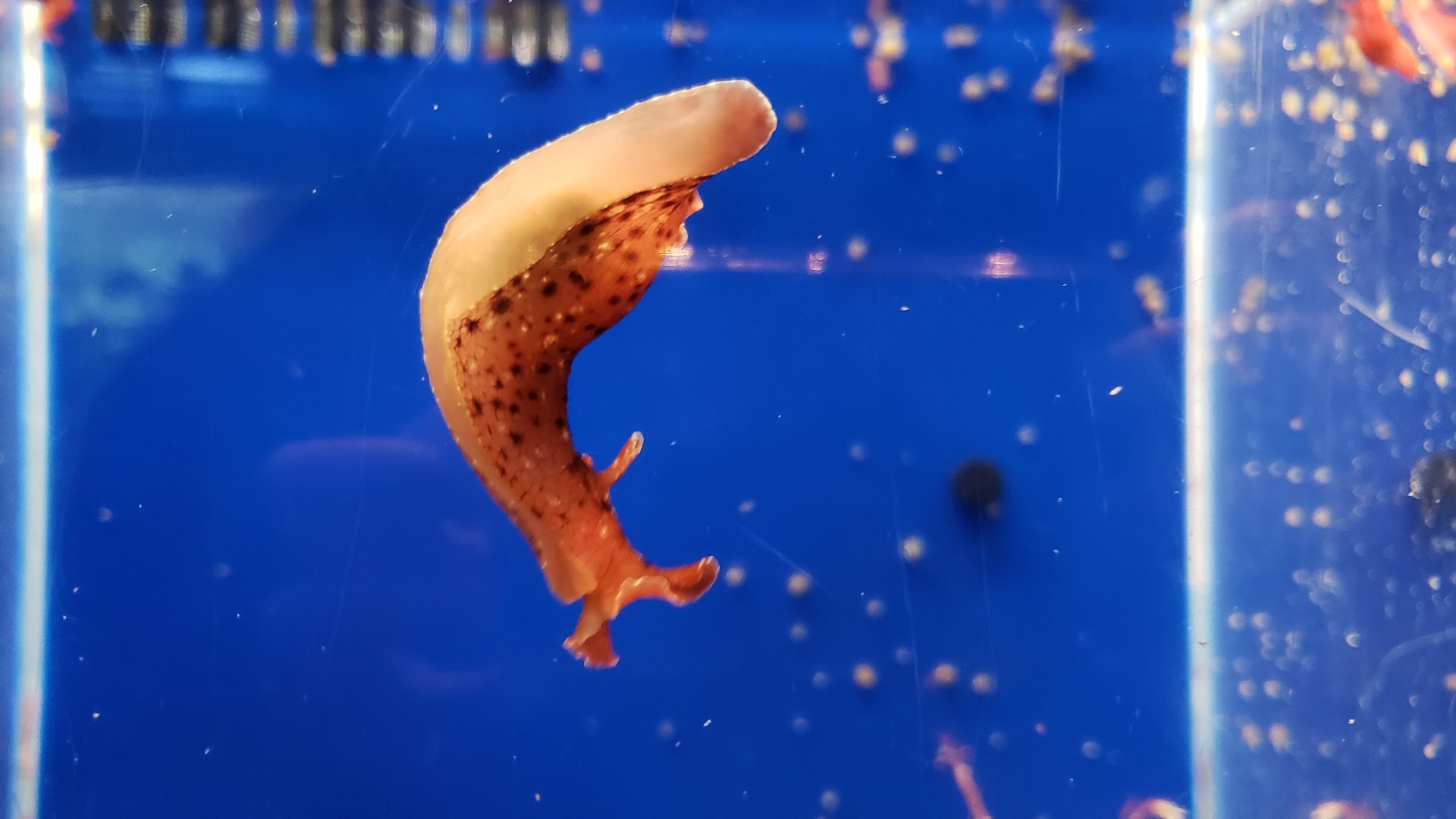 IS THAT A SEA HARE???