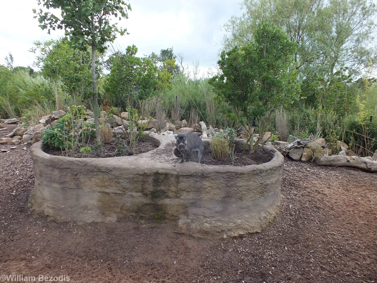 Is the Warty Pig Supposed to be up here?