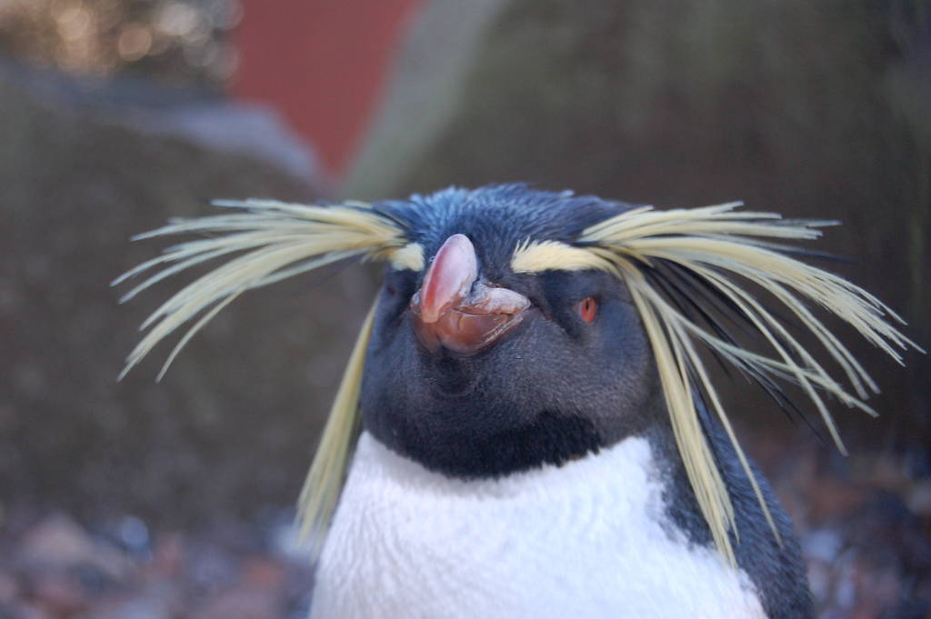 Is there a Barber in the house?