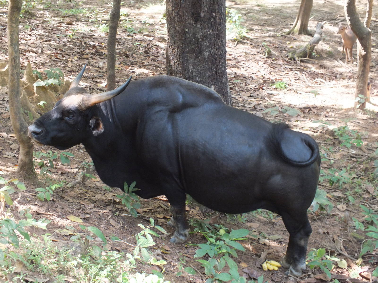 Is This a Banteng?