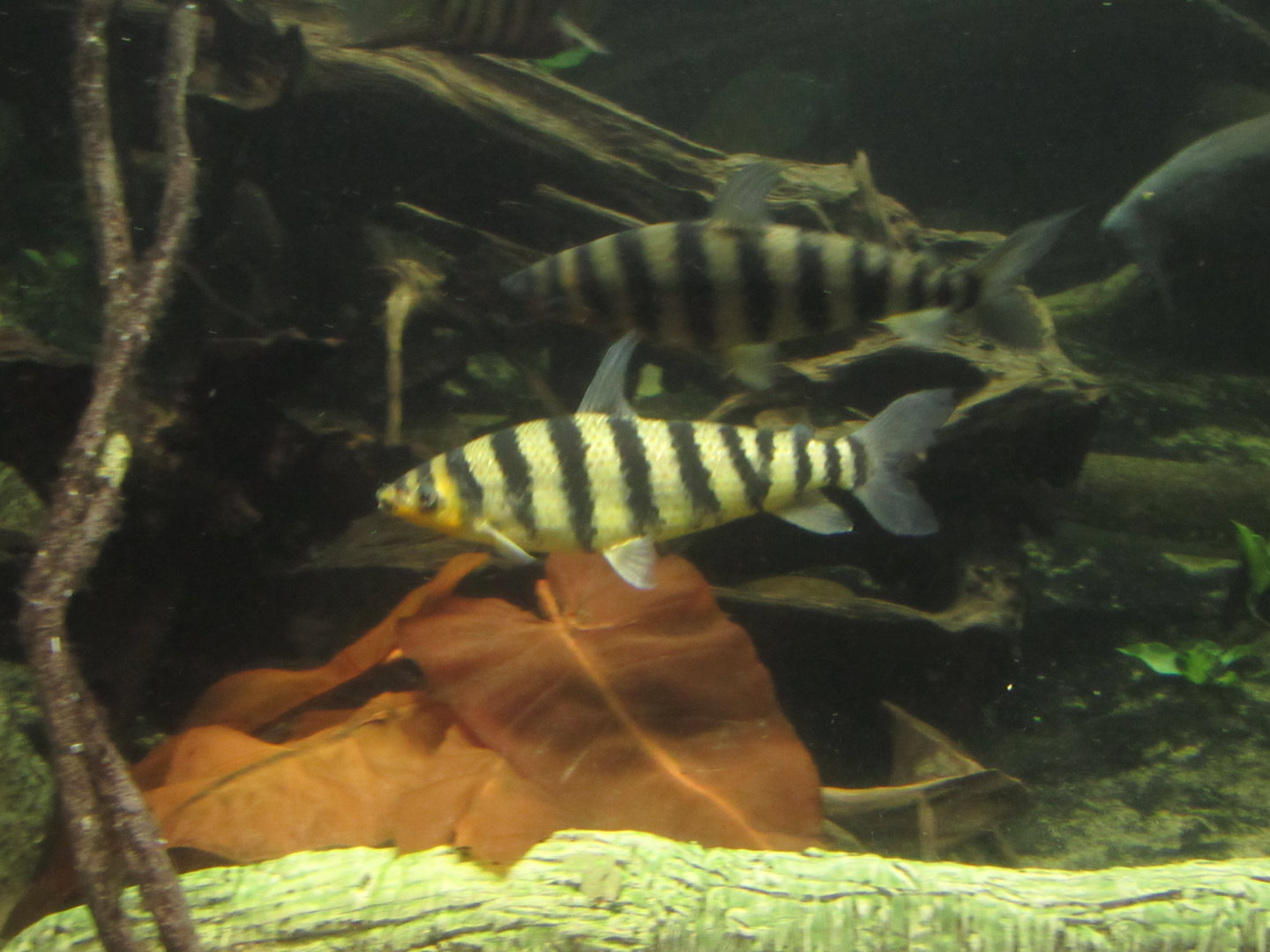 Is this a Black-banded Leoporinus?