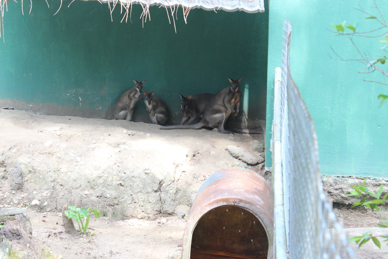 Is this a dusky pademelon?