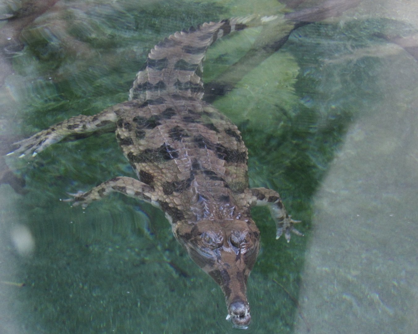 is this a false gharial or a regular gharial