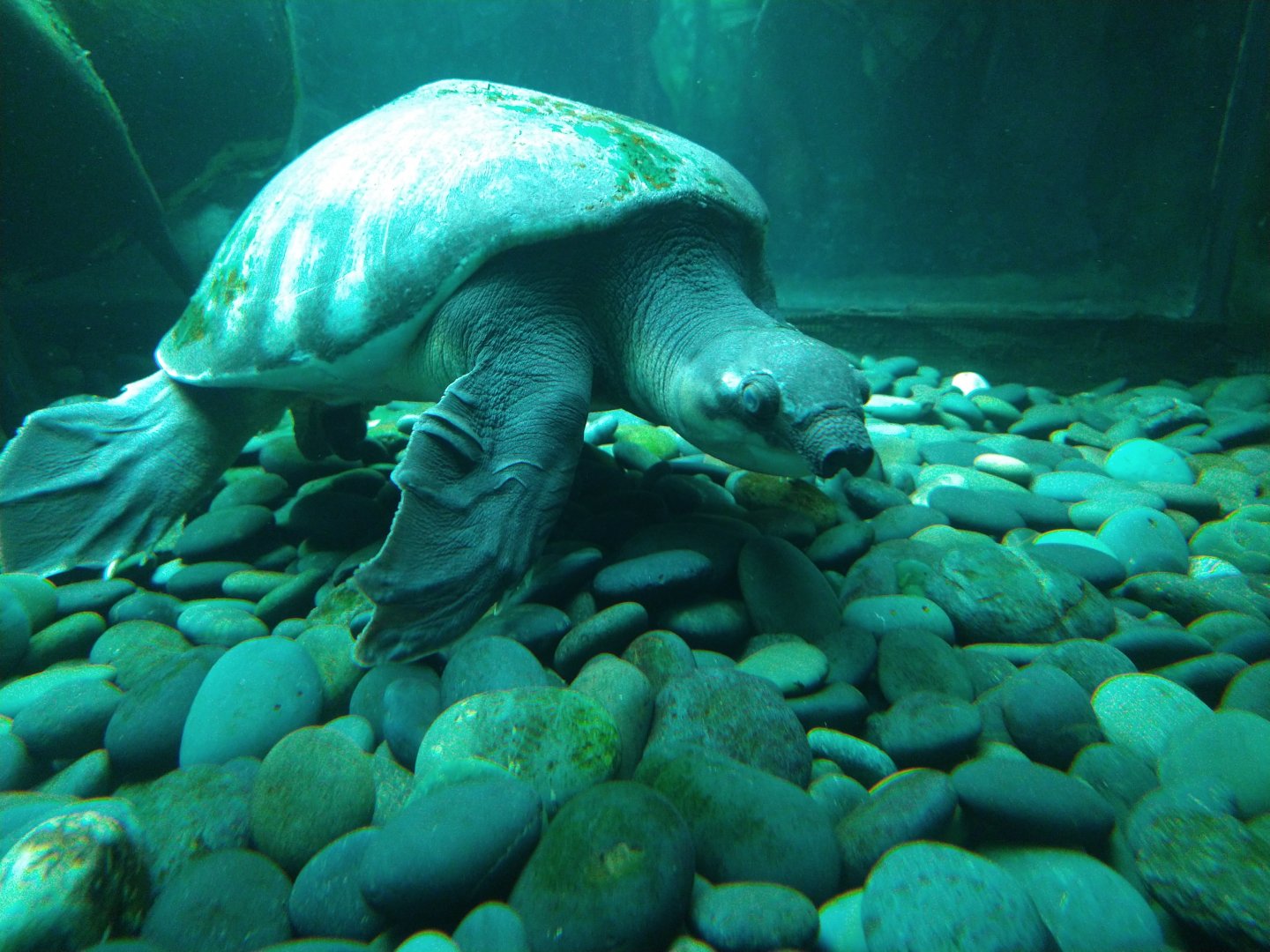 Is this a fly river turtle?