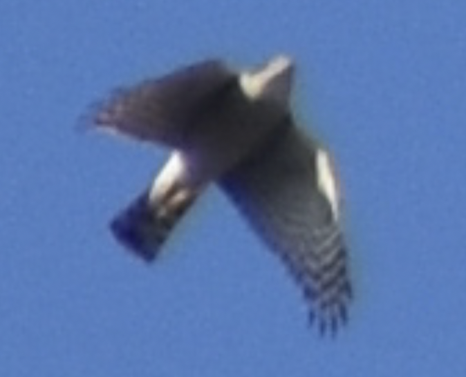Is this a Goshawk or a Perigrine Falcon?