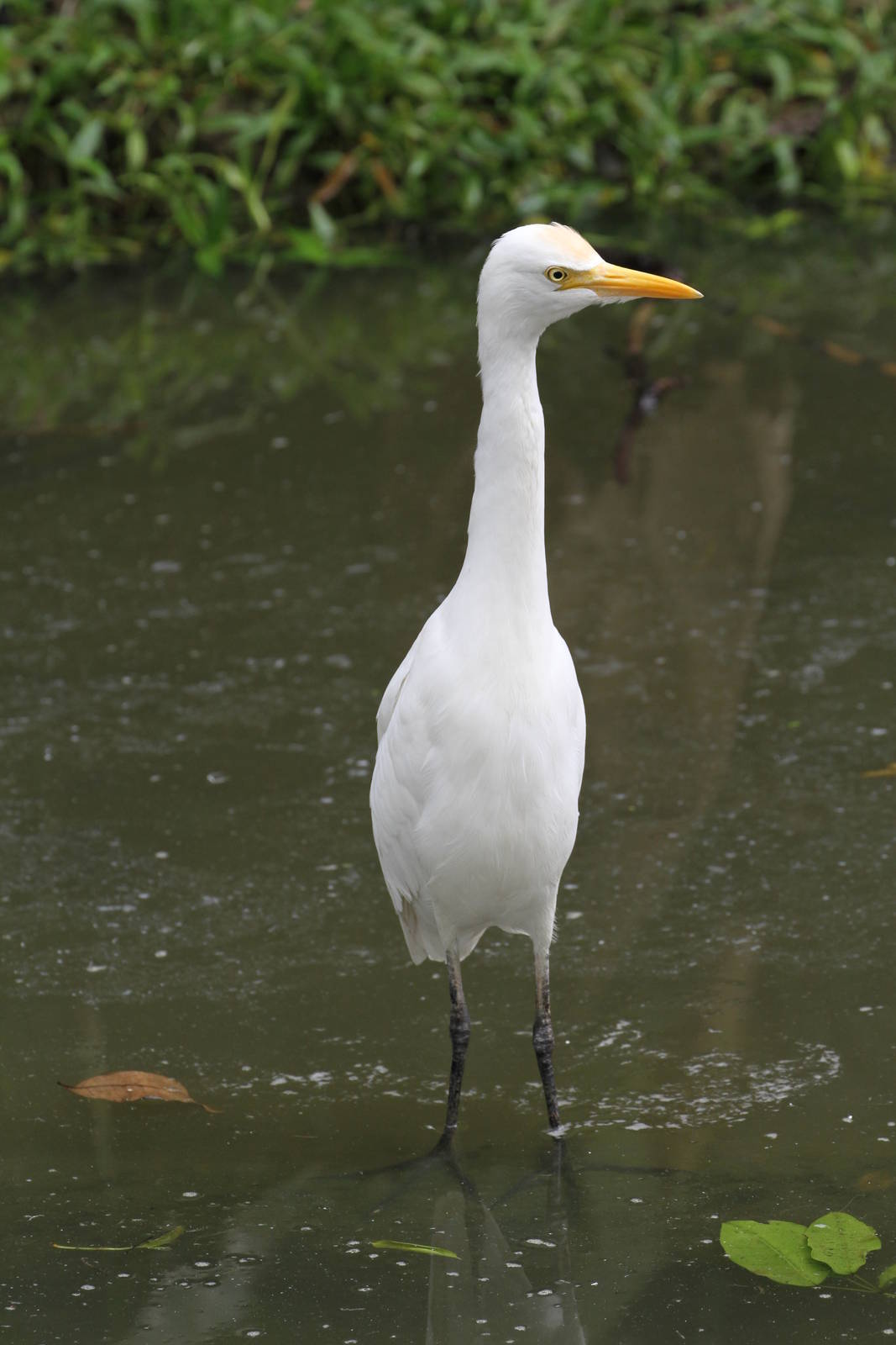 Is this a Great Egret?