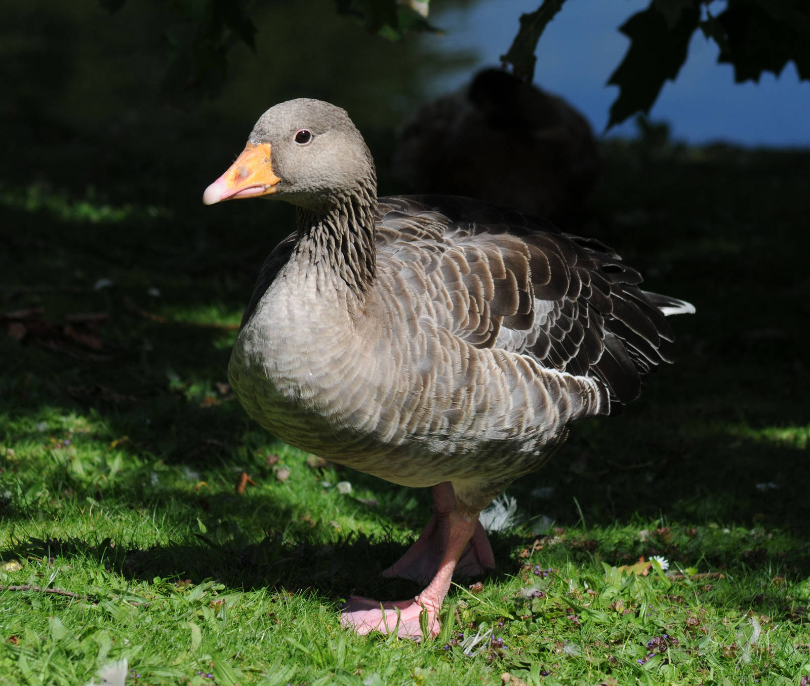 is this a greylag