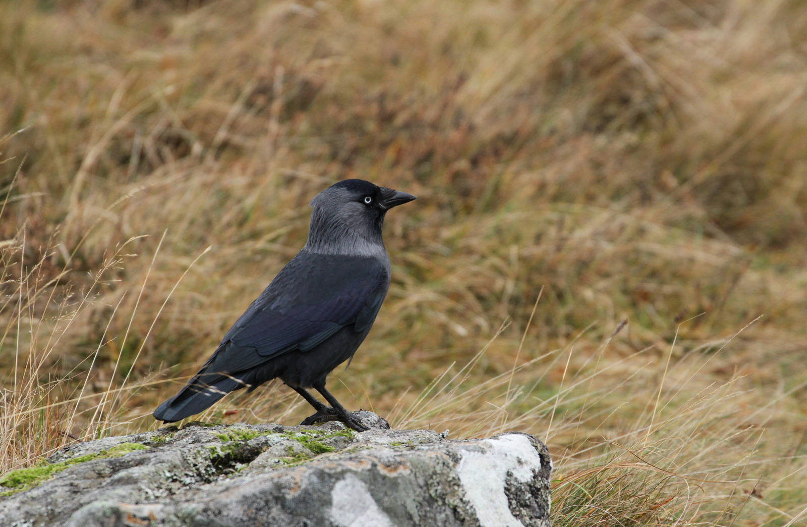 Is This A Jackdaw?