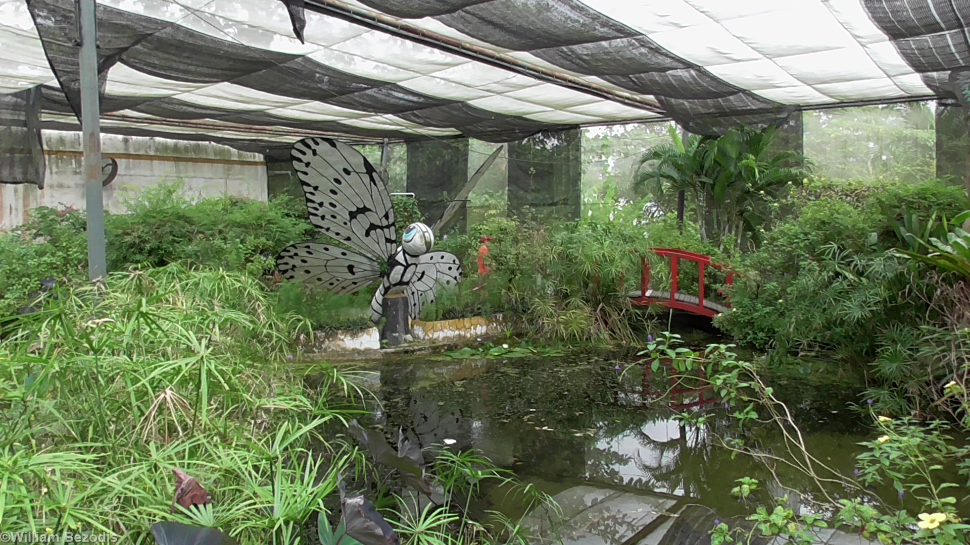 Is this a Killer Butterfly?