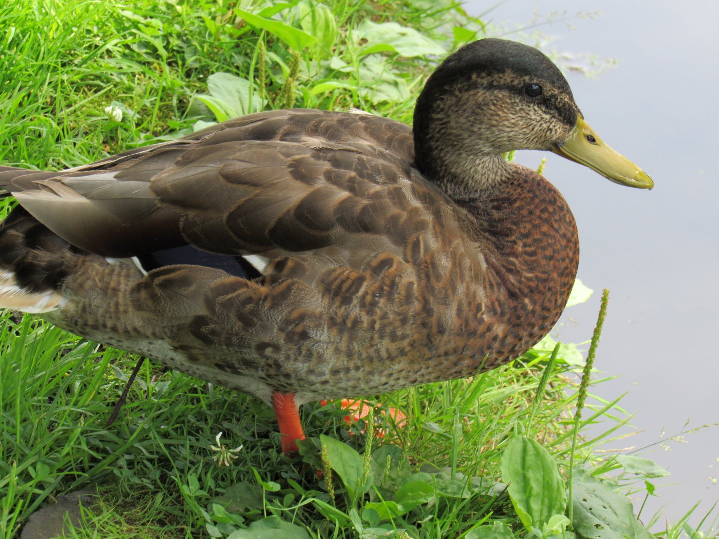 Is this a Mallard or American Black Duck?