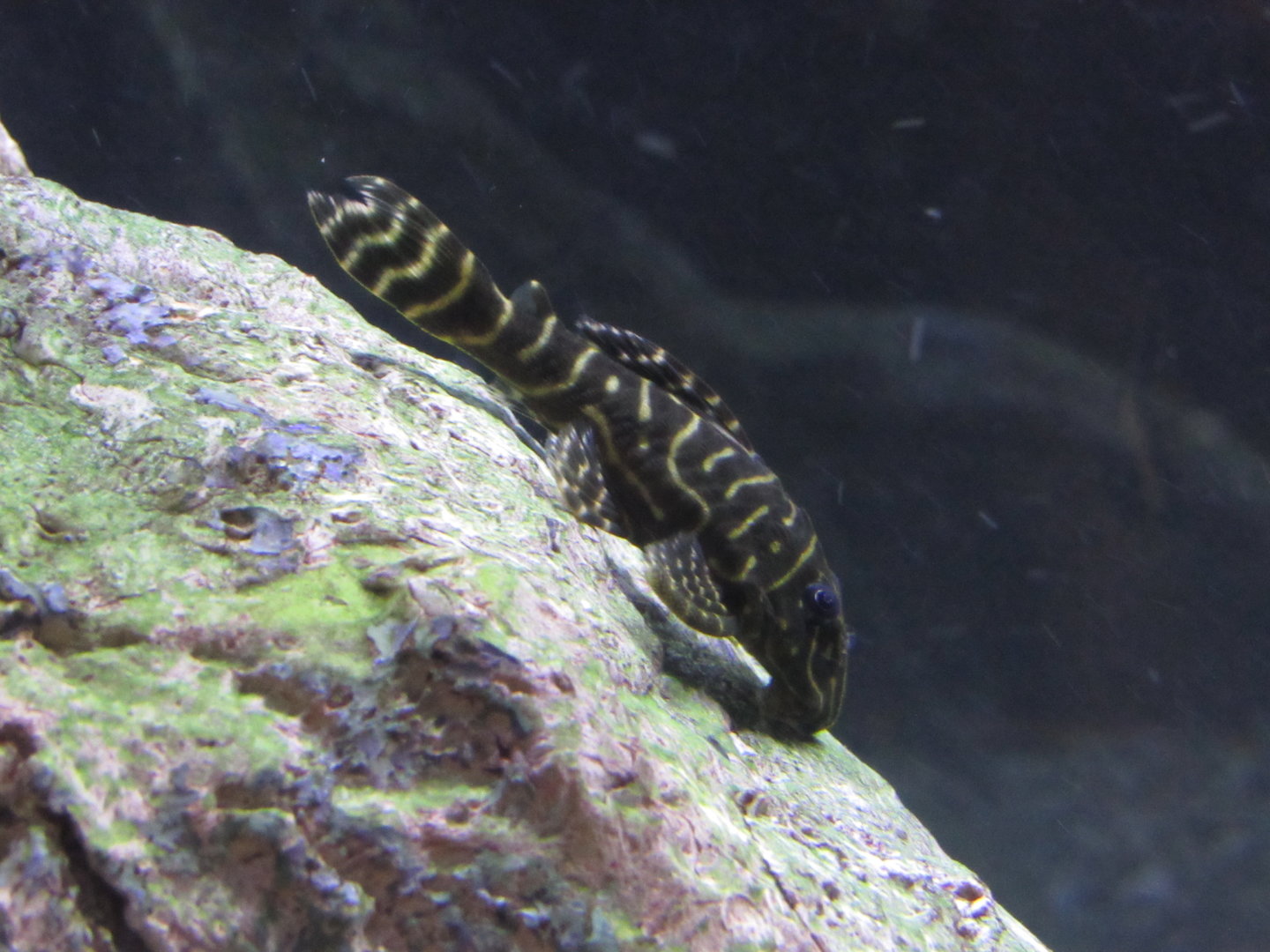 Is this a Mega Clown Pleco and if not what species?