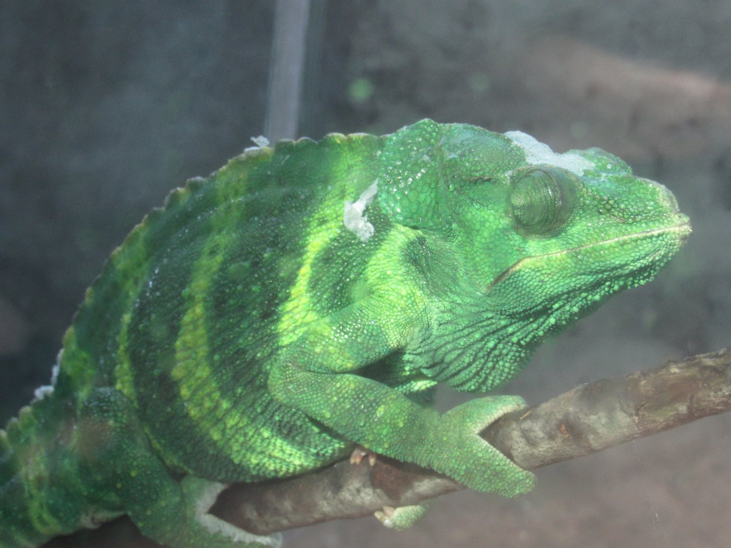 Is this a Meller's Chameleon?